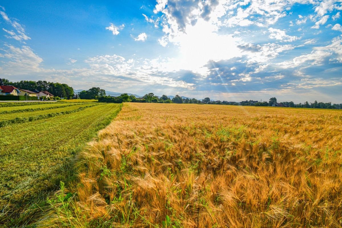 The Rise of Open Access: What It Means for Agricultural Research